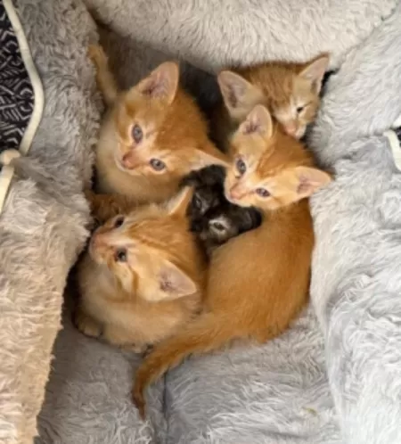 Kittens